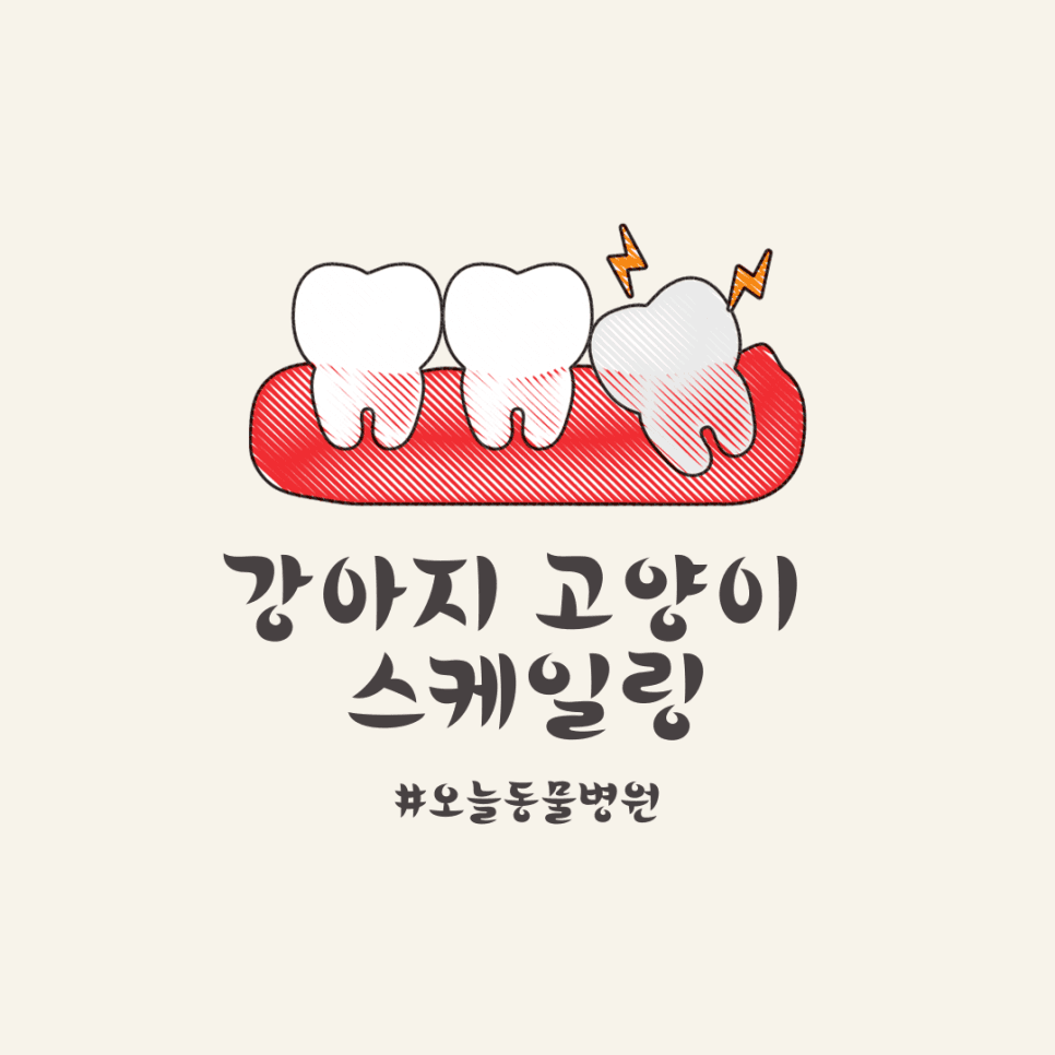 강아지 고양이 스케일링(COHAT)