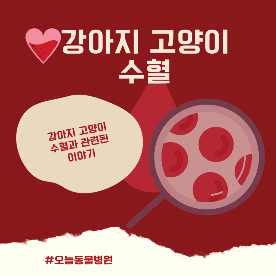 강아지 고양이 수혈