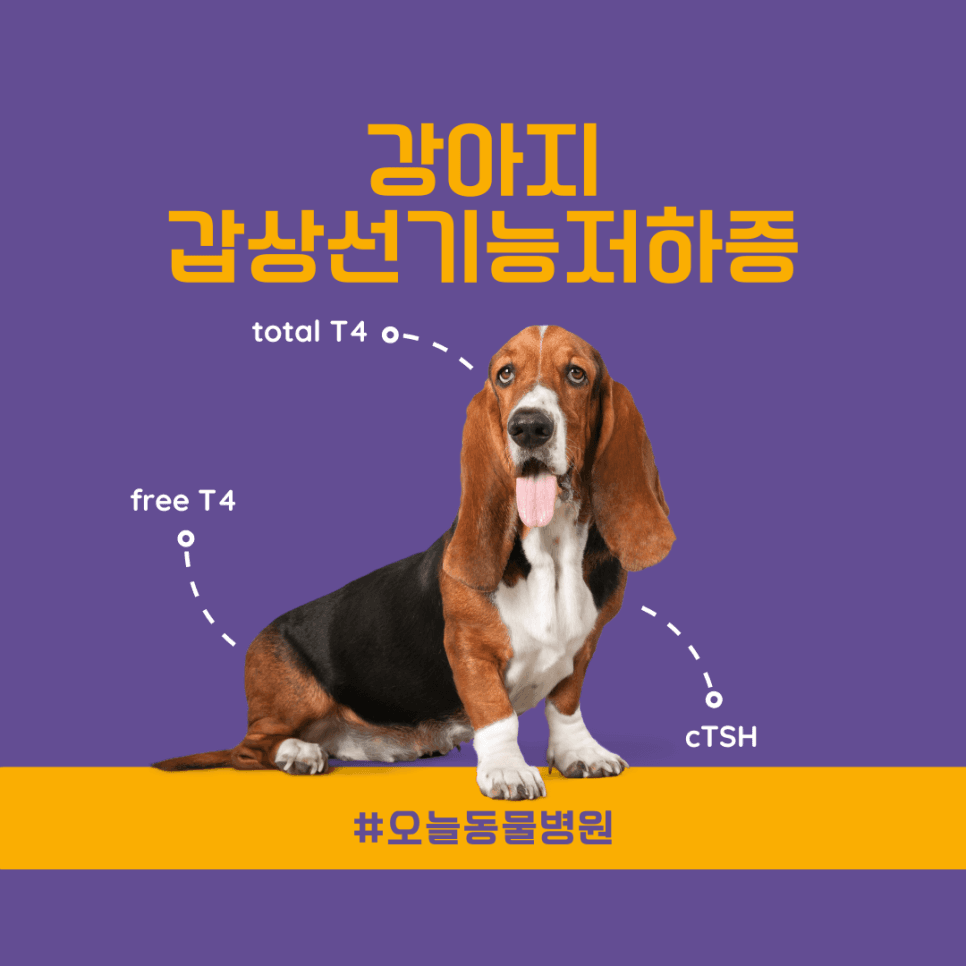 강아지 갑상선기능저하증