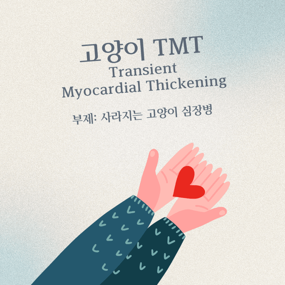 고양이 TMT(Transient Myocardial Thickening)