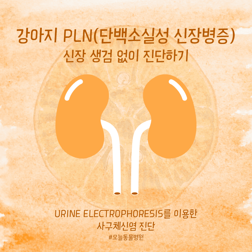 강아지 PLN: 신장 생검 없이 진단하기