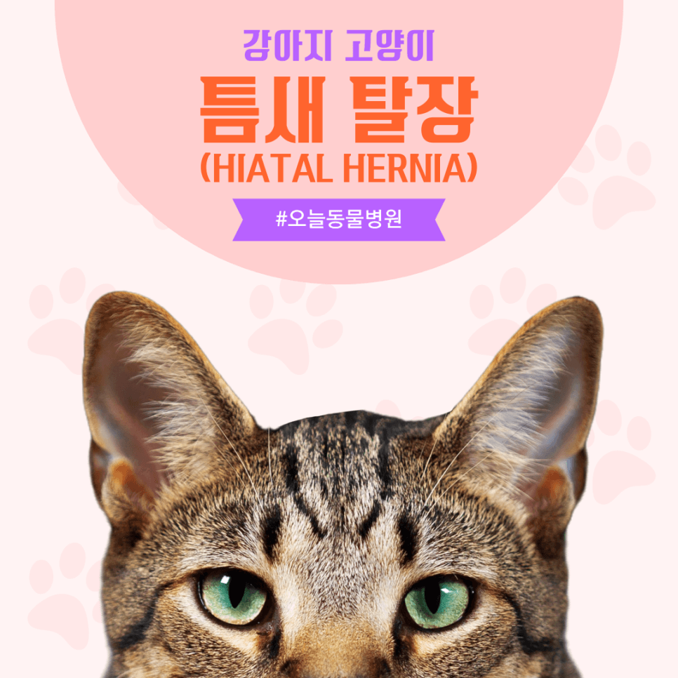 강아지 고양이 틈새 탈장(Hiatal Hernia)