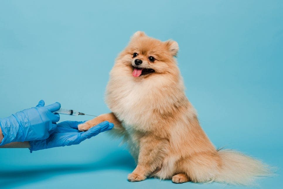 2024년 WSAVA 강아지 고양이 백신 가이드라인 업데이트
