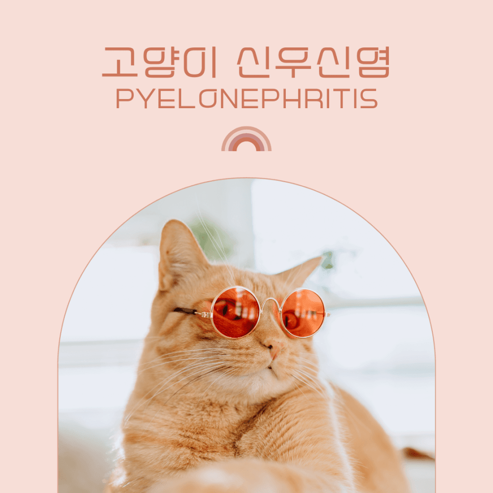 고양이 신우신염