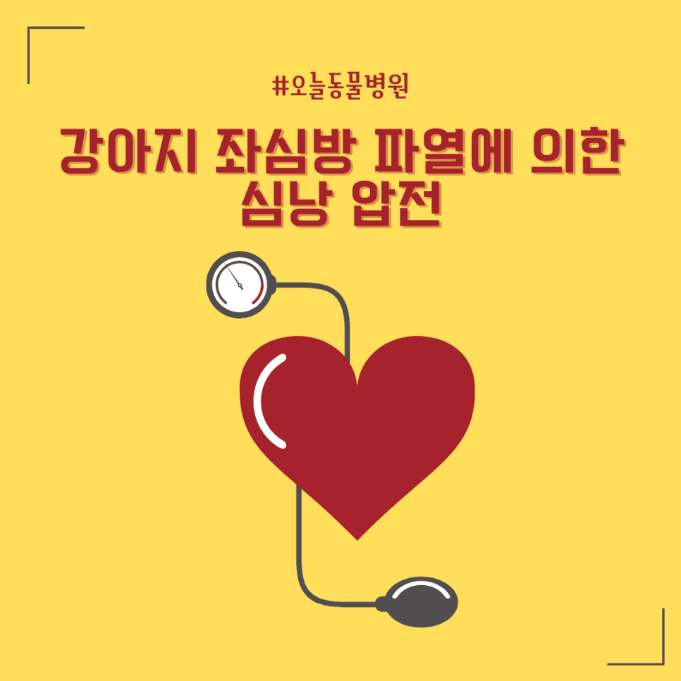 강아지 좌심방 파열에 의한 심낭 압전