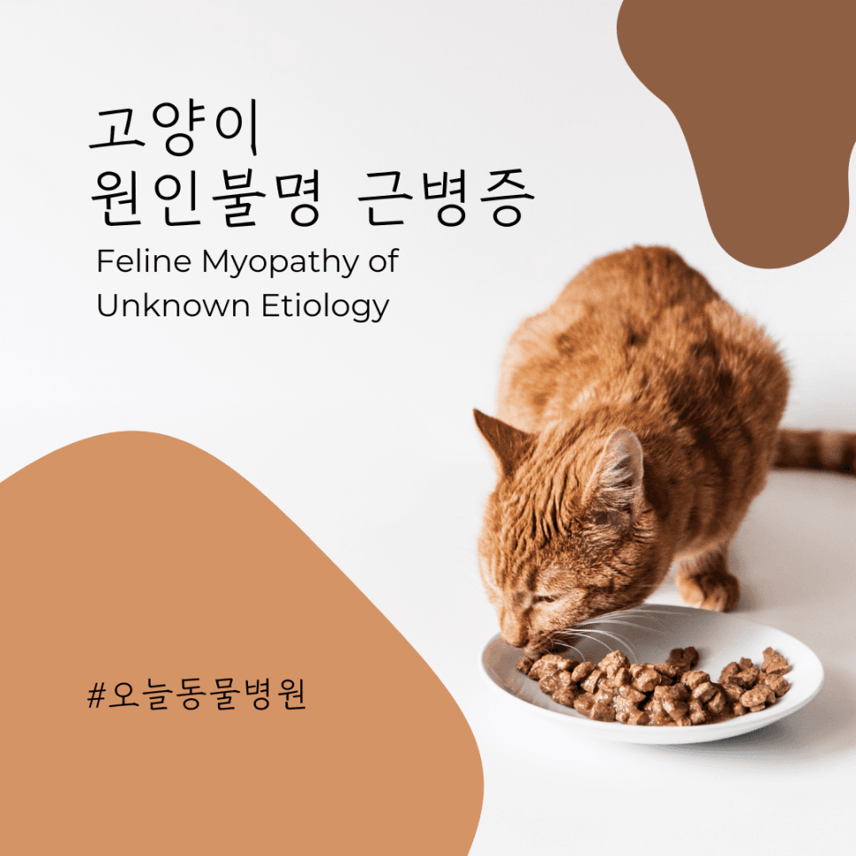 고양이 원인불명 근병증