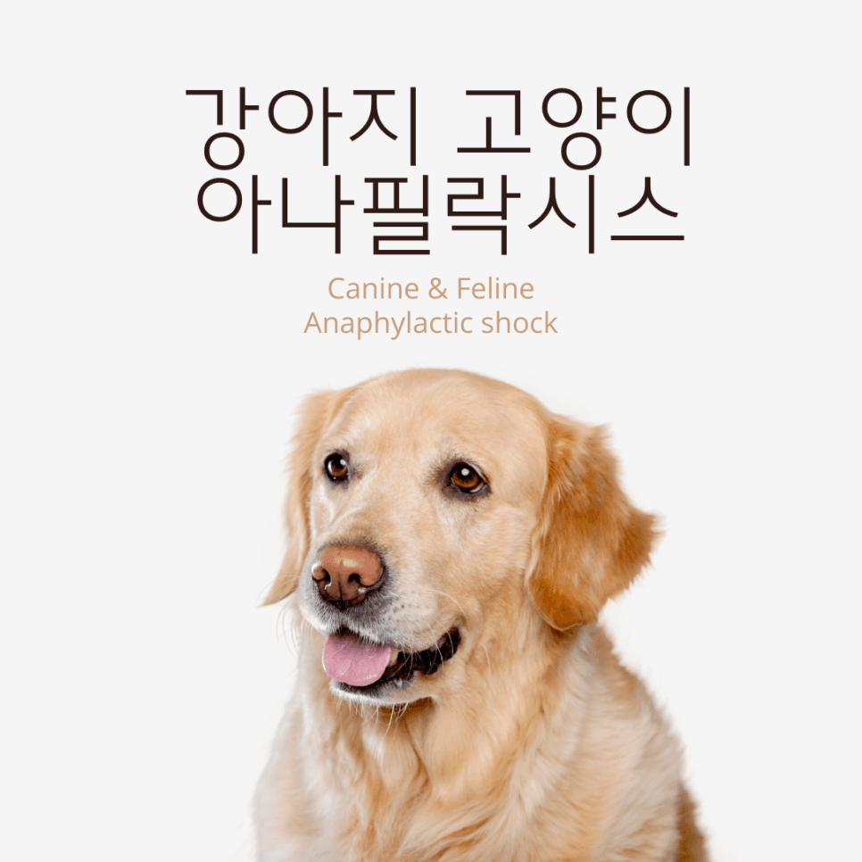 강아지 고양이 아나필락시스(Anaphylactic shock)