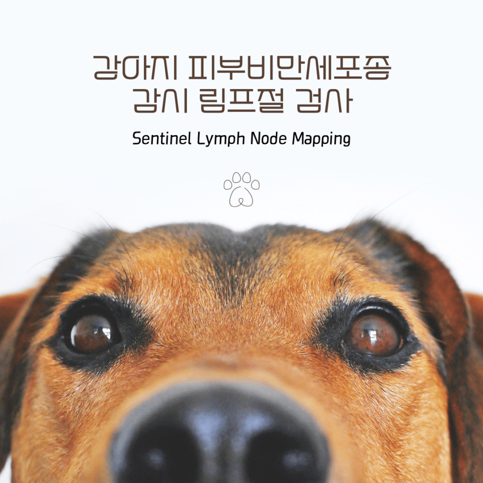 강아지 피부 비만세포종: 감시 림프절 검사