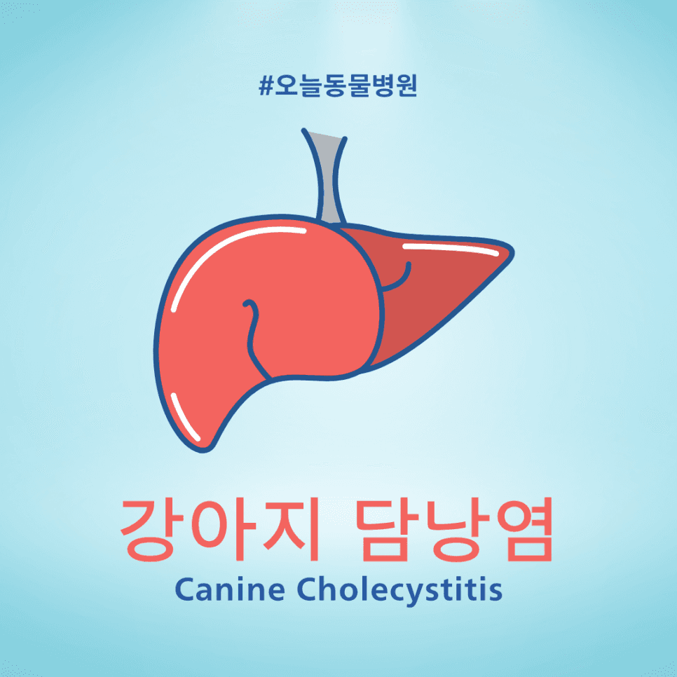 강아지 담낭염