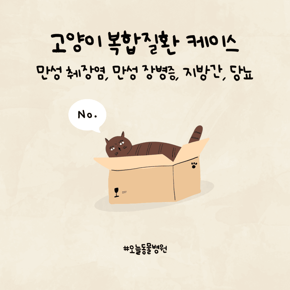 고양이 복합질환 케이스: 만성 췌장염, 만성 장병증, 지방간, 당뇨