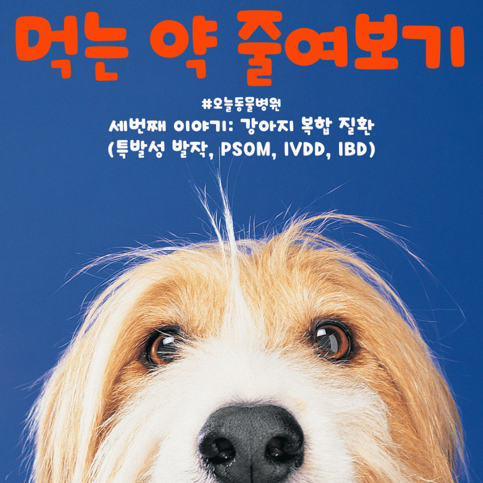 먹는 약 줄여보기: 강아지 복합 질환(특발성 발작 외)