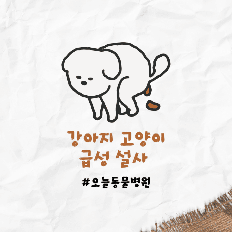 강아지 고양이 급성 설사