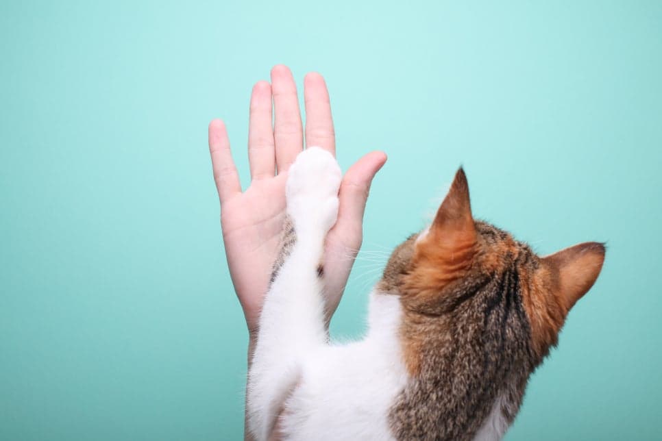 고양이 HCM(비대성 심근병증) B1 단계? 저도 잘 모르겠습니다