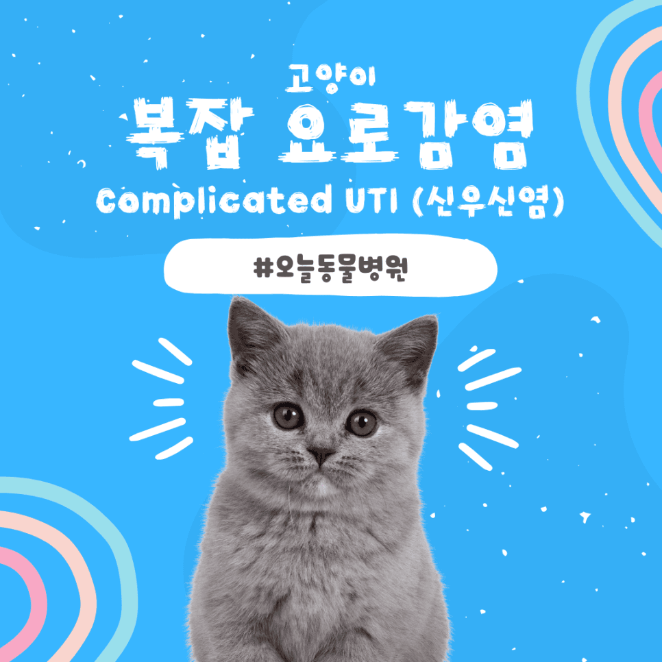 고양이 복잡 요로감염(Complicated UTI, 신우신염)