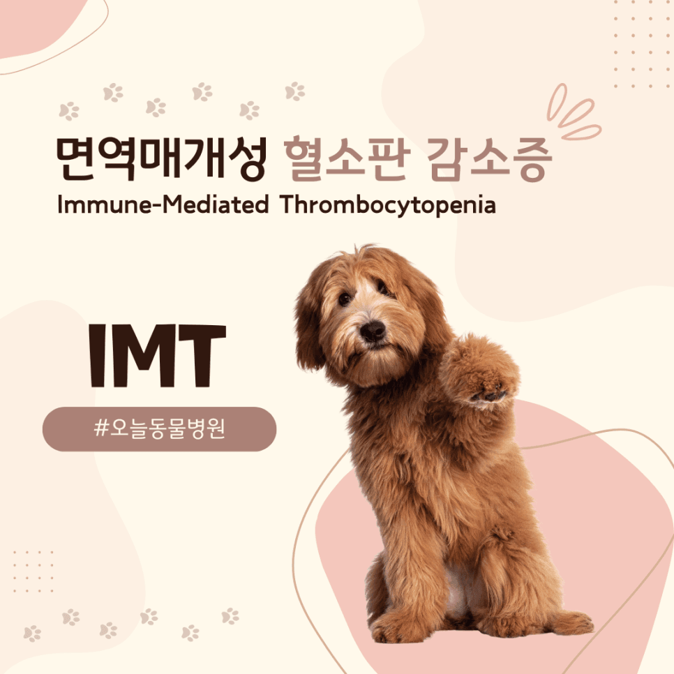 면역매개성 혈소판 감소증(IMT)