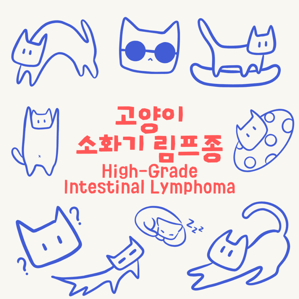 고양이 소화기 림프종(High-grade Intestinal Lymphoma)