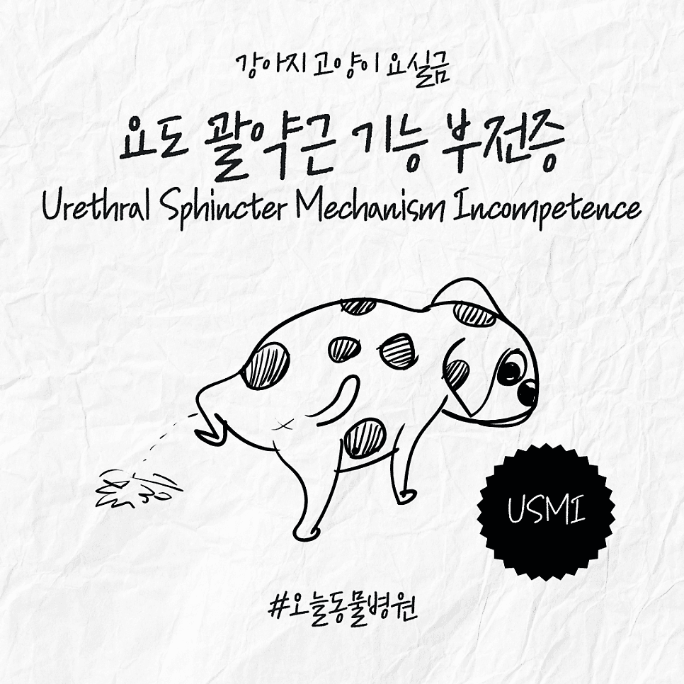강아지 고양이 요실금(USMI)