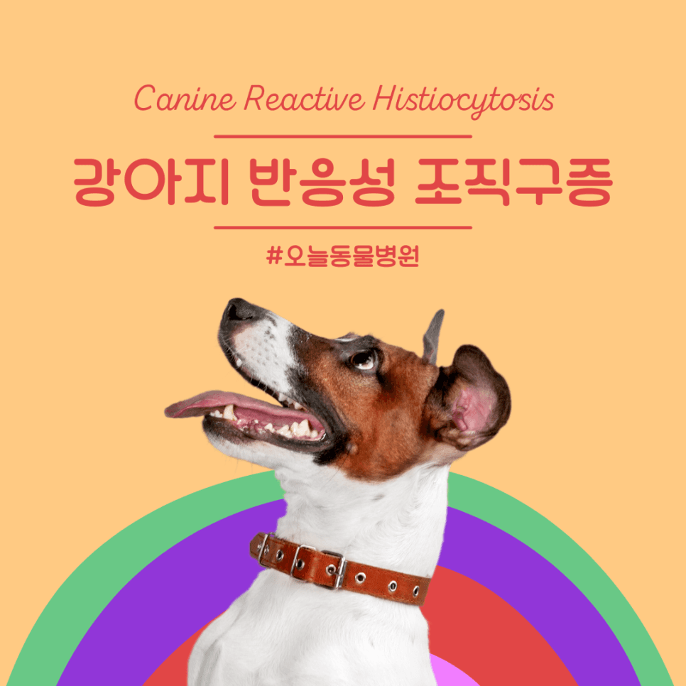 강아지 반응성 조직구증(Histiocytosis)
