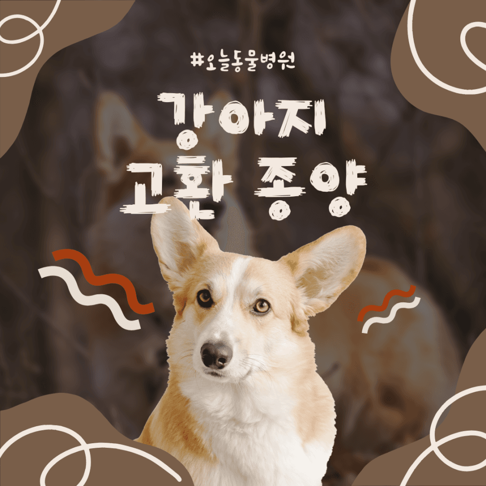 강아지 고환 종양