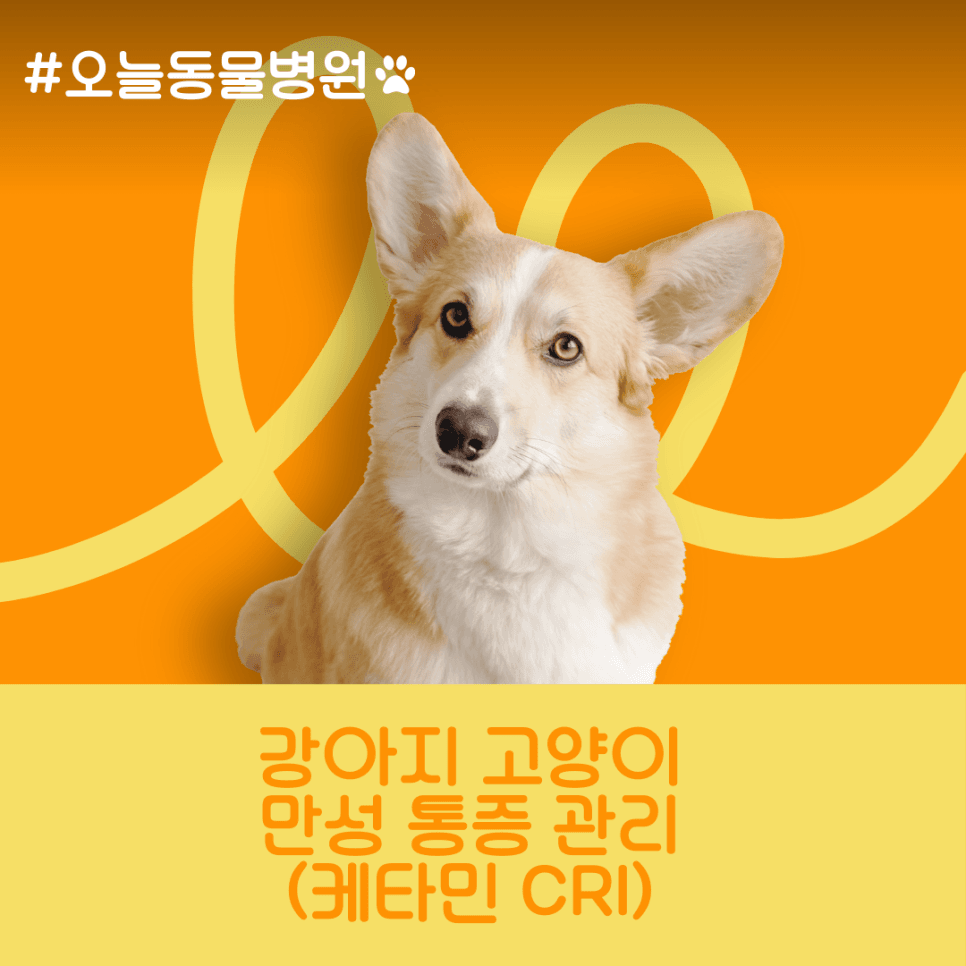 강아지 고양이 관절염: 케타민 CRI로 만성통증 관리하기
