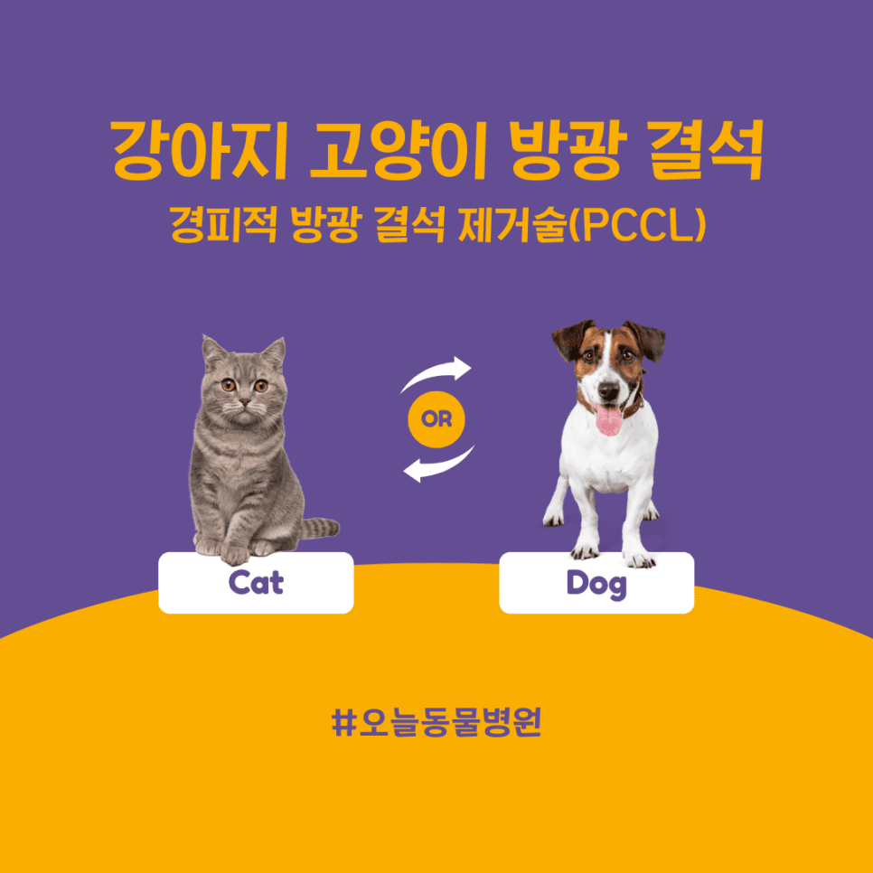 강아지 고양이 방광 결석: 경피적 방광 결석 제거술(PCCL)