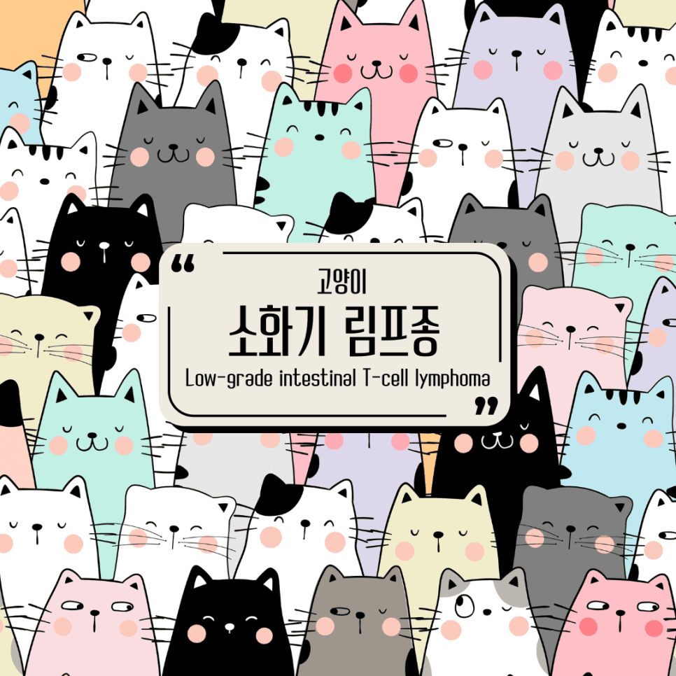 고양이 소화기 림프종(Low-grade Intestinal Lymphoma)