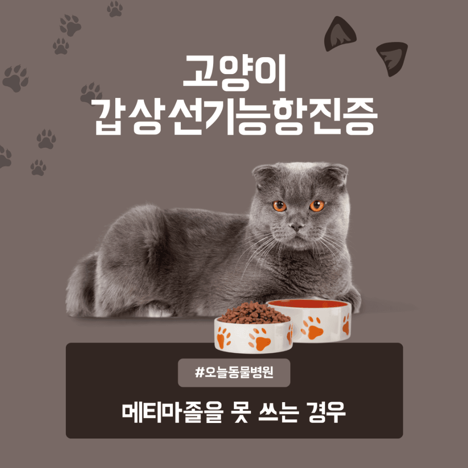 고양이 갑상선기능항진증: 메티마졸을 못 쓰는 경우