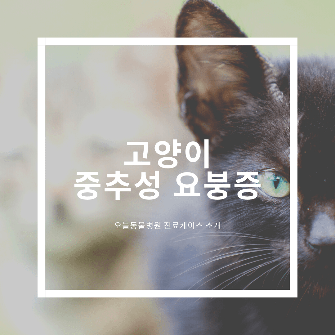 고양이 중추성 요붕증(Central Diabetes Insipidus)