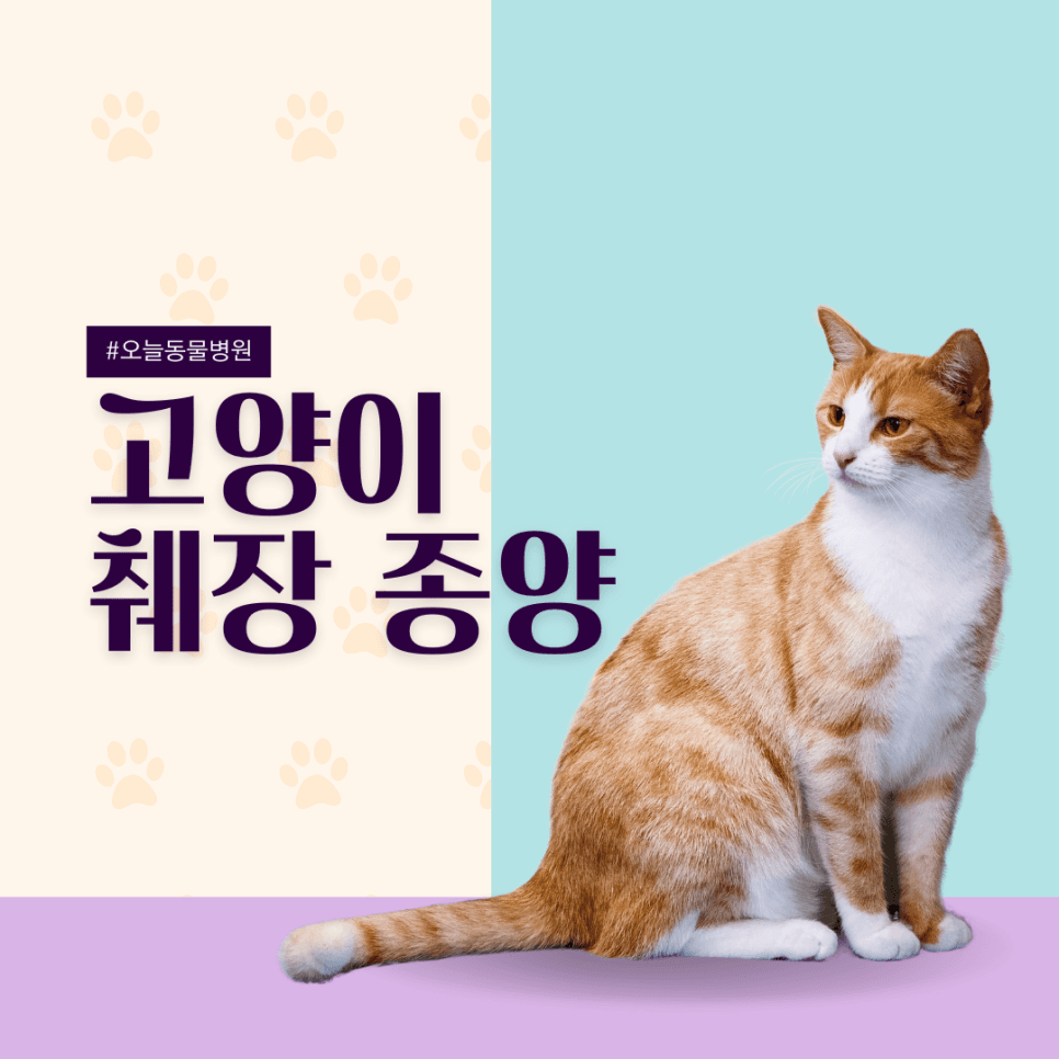 고양이 악성 췌장 종양
