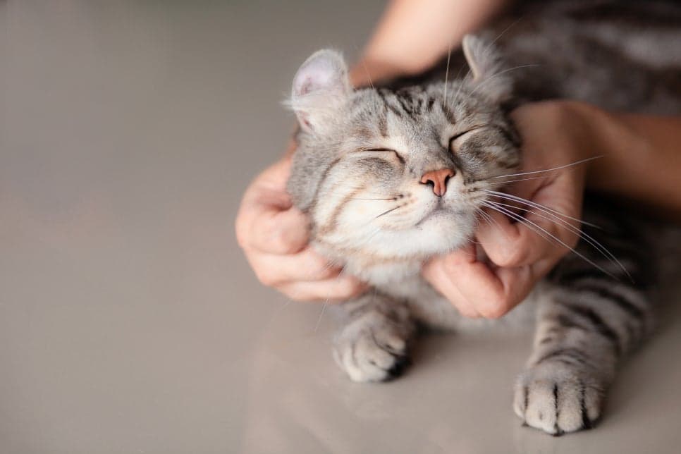 고양이 건강검진, 어떤 검사를 해야하나요?