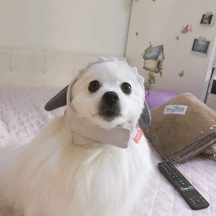 주한나님의 반려동물 아라