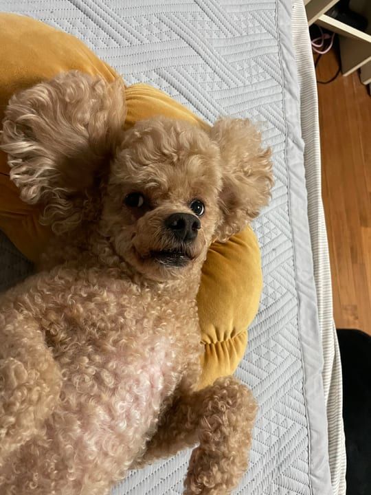 이예슬님의 반려동물 두부