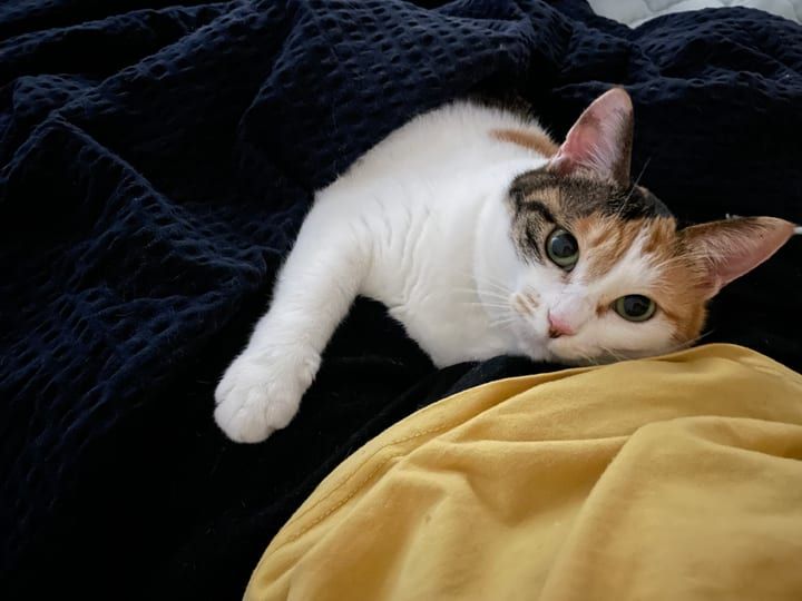 민광진님의 반려동물 얼룩이