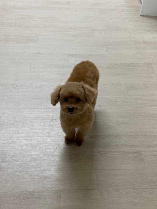 이예슬님의 반려동물 한모