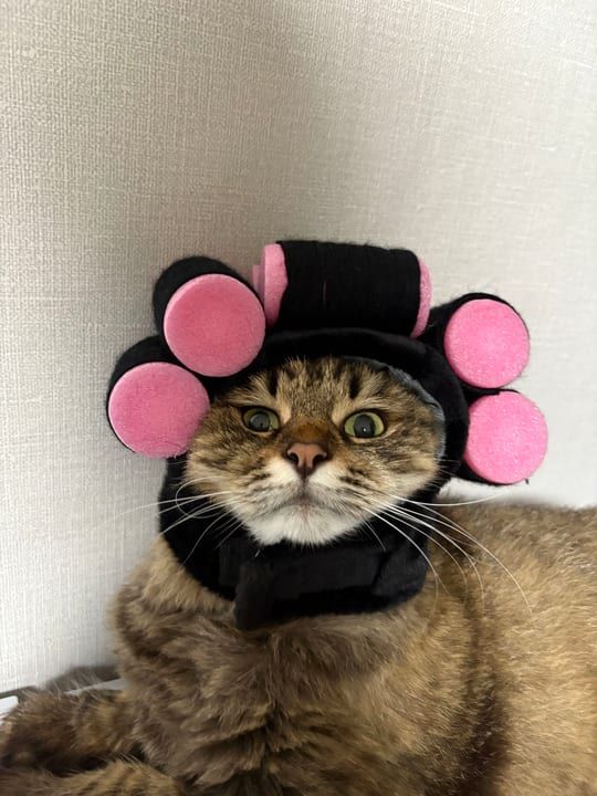 이예슬님의 반려동물 꾸야