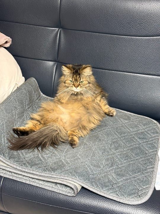 이예슬님의 반려동물 뭉치
