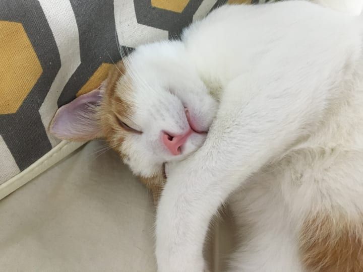 유지은님의 반려동물 누룽이